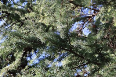 Çam iğnelerini kapatın.