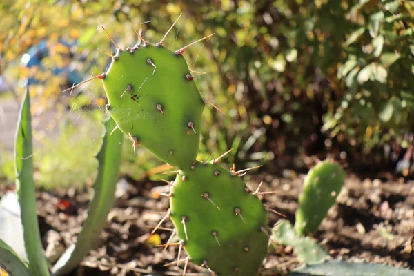 Cactus Jardín — Foto de Stock