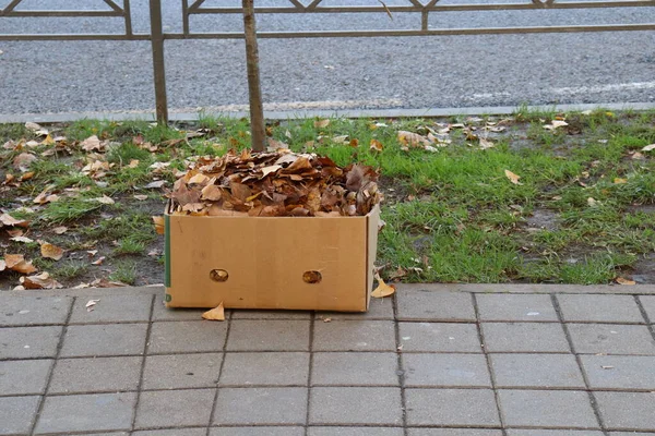 Box Dry Autumn Leaves — Stock Photo, Image