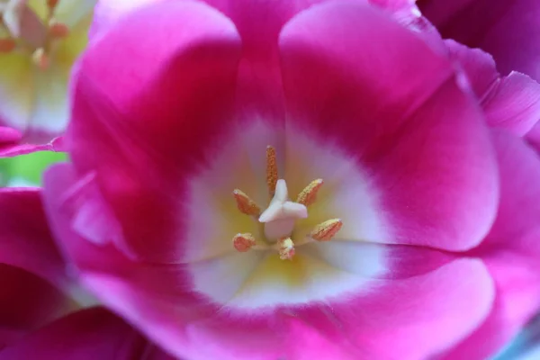 Purple Blooming Tulips Garden — Stock Photo, Image