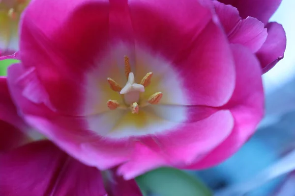 Purpurowe Kwitnące Tulipany Ogrodzie — Zdjęcie stockowe