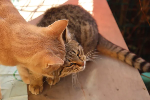 庭で遊んでいる2匹の猫は — ストック写真