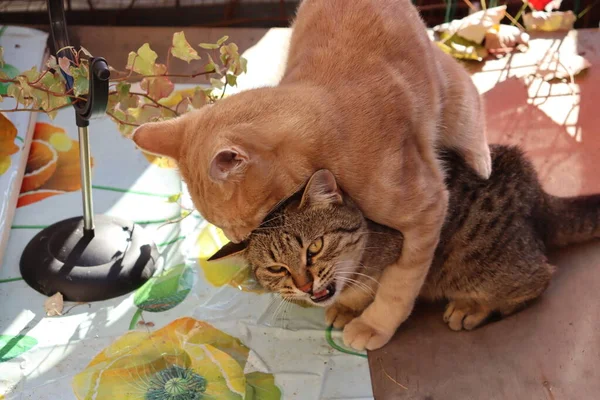 Dos Gatos Jugando Jardín — Foto de Stock