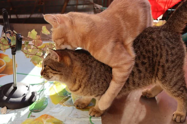 Due Gatti Che Giocano Giardino — Foto Stock