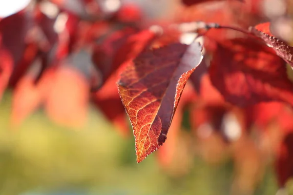 Czerwona Jesień Liście Parku — Zdjęcie stockowe