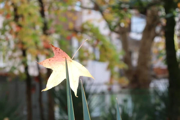 Hoja Arce Rojo Otoño — Foto de Stock