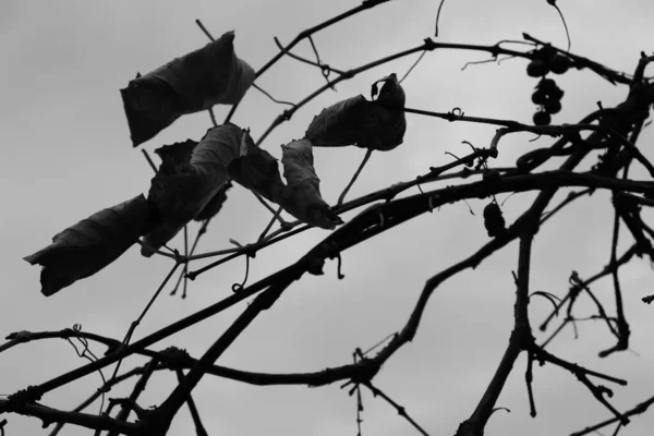 Branches Feuilles Contre Ciel — Photo