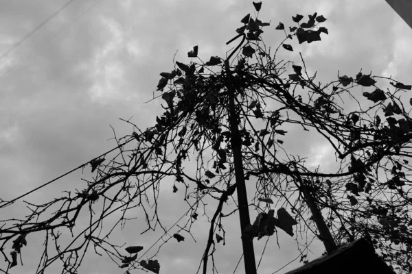 Ветви Листья Против Неба — стоковое фото
