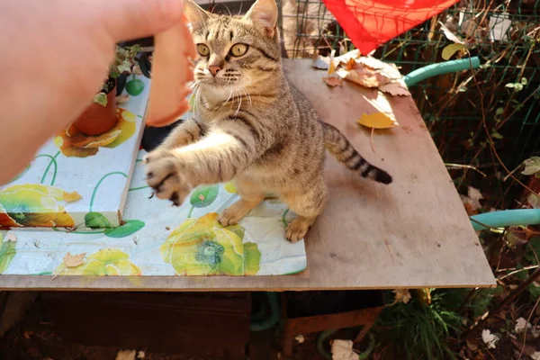 Kucing Taman — Stok Foto