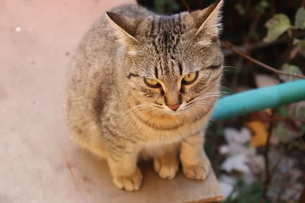 Potret Seekor Kucing — Stok Foto