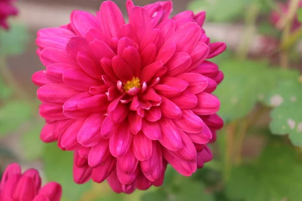 beautiful red chrysanthemums in the garden