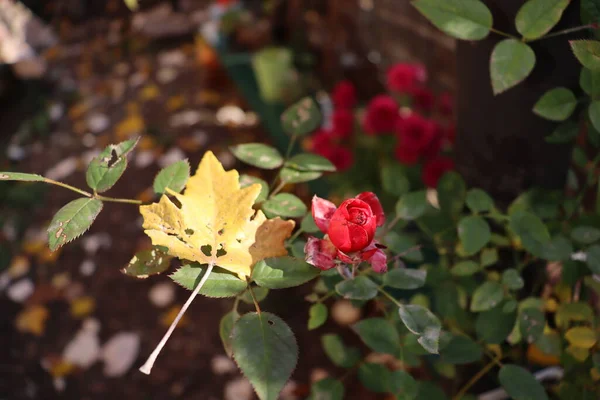 Kleine Rote Rose Und Herbstblatt — Stockfoto