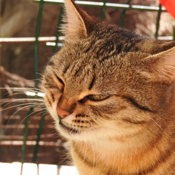 정원에서 고양이 — 스톡 사진