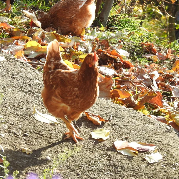 Κοτόπουλα Περπατούν Στον Κήπο — Φωτογραφία Αρχείου