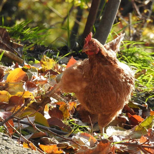 Tavuklar Bahçede Yürür — Stok fotoğraf