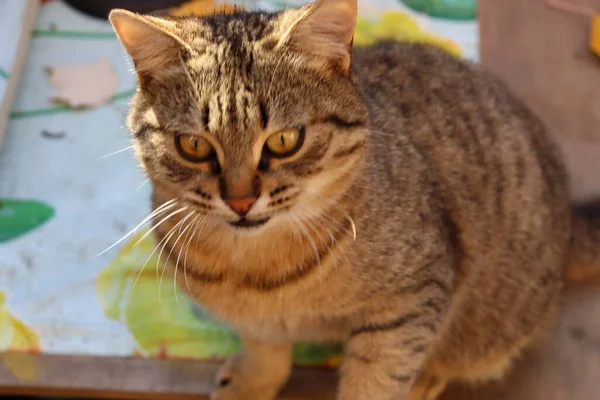 Katze Spielt Garten — Stockfoto