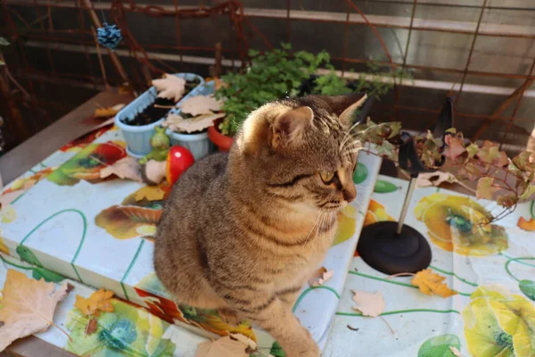 庭で遊ぶ猫 — ストック写真