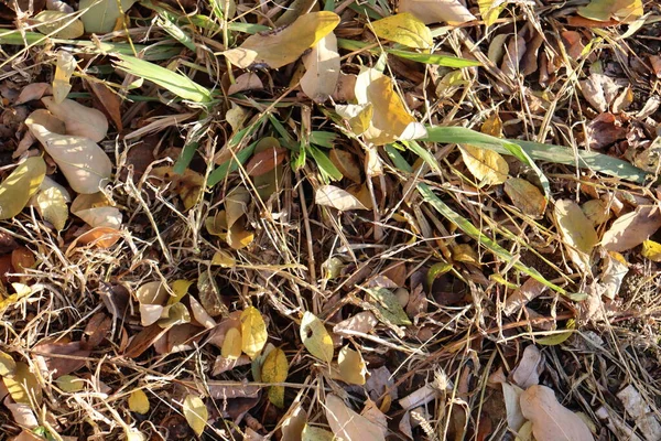 Withered Grass Yellow Leaves — Stock Photo, Image