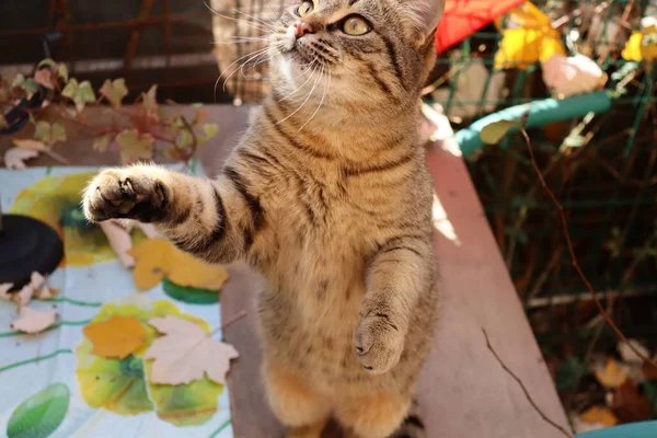 Katze Spielt Mit Spielzeug — Stockfoto