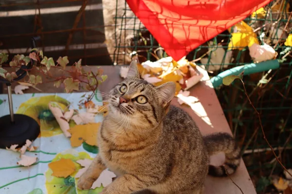 Katze Spielt Mit Spielzeug — Stockfoto