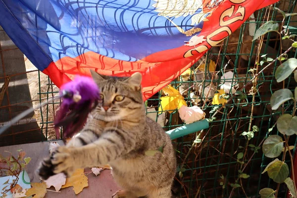 Gato Jugando Con Juguete —  Fotos de Stock