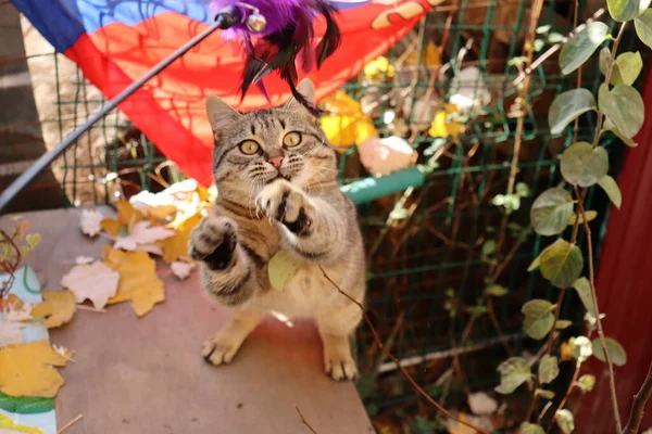 Gato Jugando Con Juguete — Foto de Stock