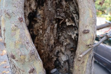 Çürük ağaç gövdesi.