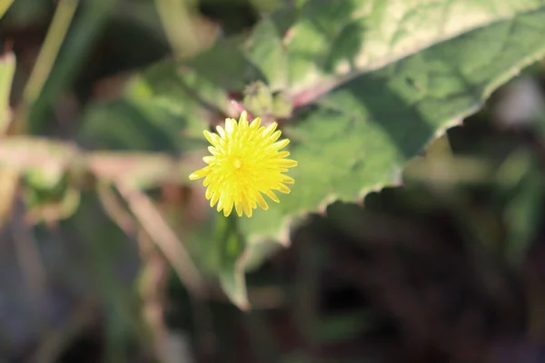 Fleur Jaune Tournesol — Photo