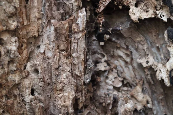 木の幹の腐った木 — ストック写真