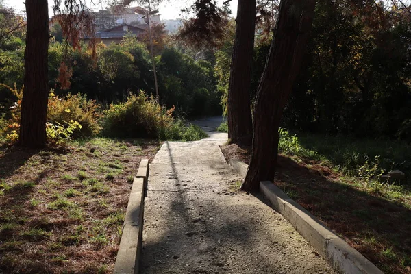 Camino Entre Los Árboles Parque —  Fotos de Stock