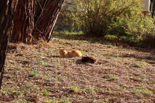 cats sleep in the Park