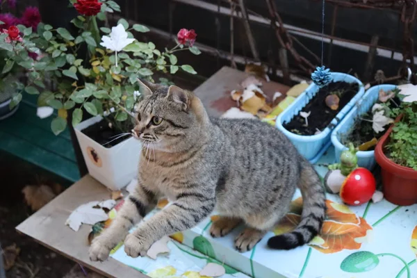 Gato Jugando Con Juguete —  Fotos de Stock