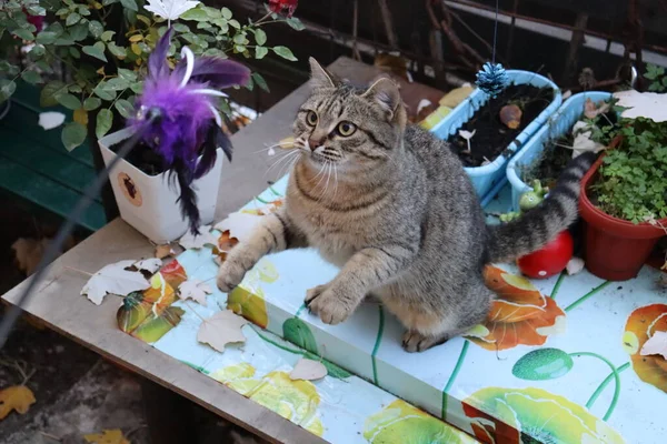 Gato Brincando Com Brinquedo — Fotografia de Stock