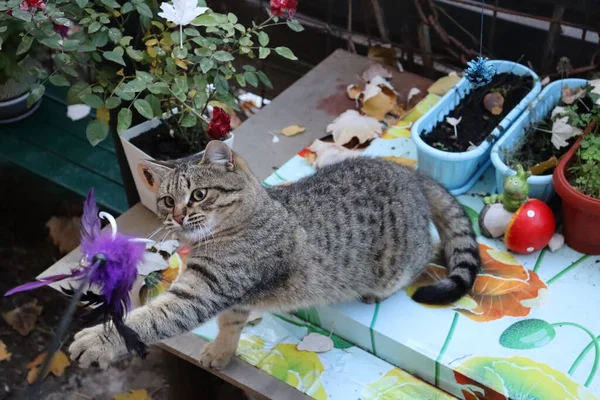 Gato Brincando Com Brinquedo — Fotografia de Stock