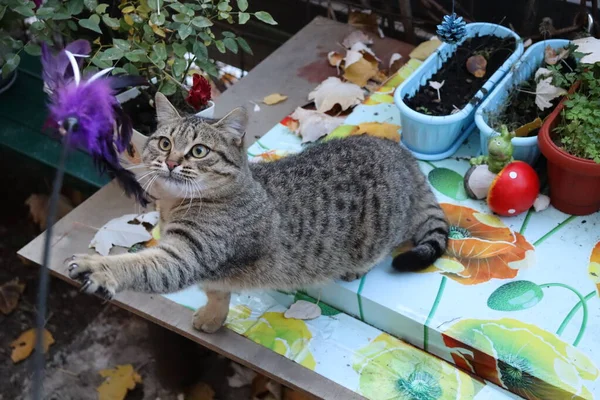 Kedi oyuncakla oynuyor.