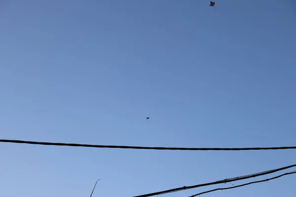 Gökyüzüne karşı uçan sonbahar yaprağı