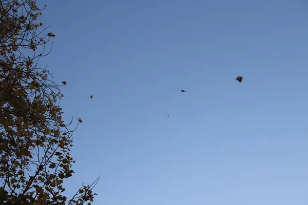 Flying Autumn Leaf Sky — Stock Photo, Image