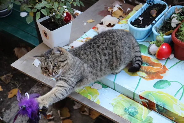 Katze Spielt Mit Einem Spielzeug — Stockfoto