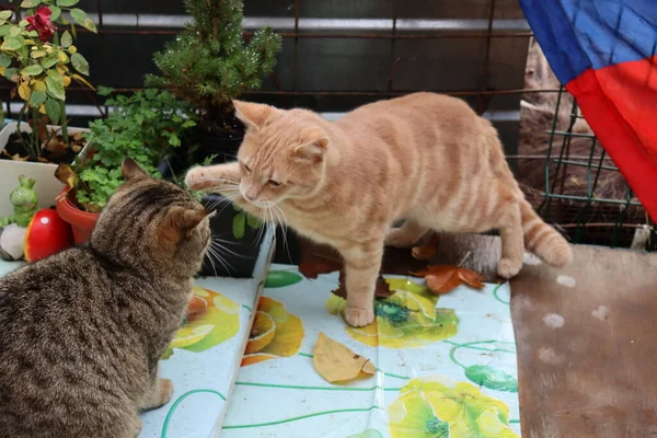 Katze Auf Der Straße — Stockfoto