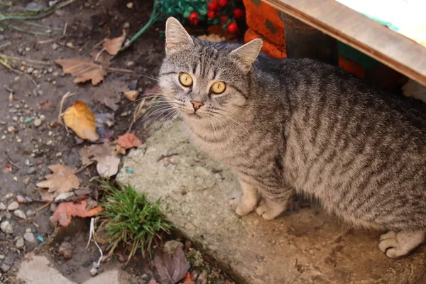 Katt Gatan — Stockfoto