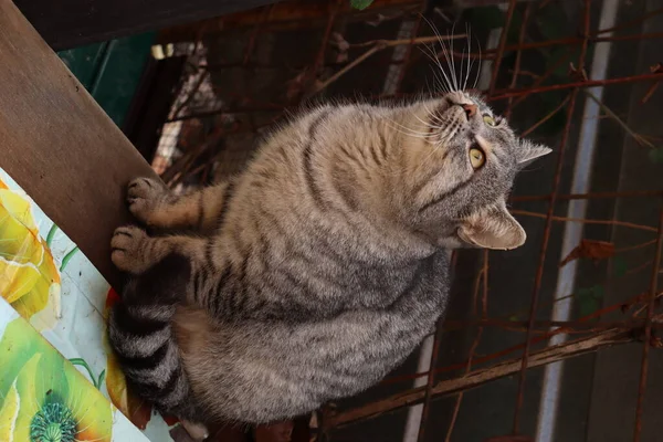 Gato Calle — Foto de Stock