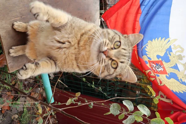 Kat Straat — Stockfoto