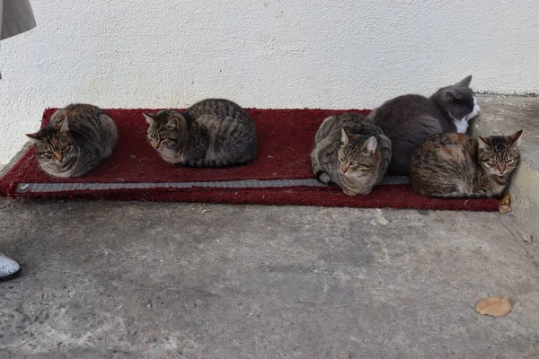 Gato Rua — Fotografia de Stock