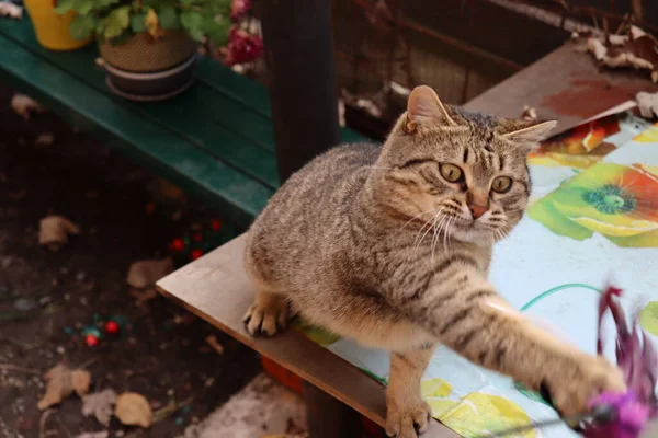 แมวส เทาในสวน — ภาพถ่ายสต็อก