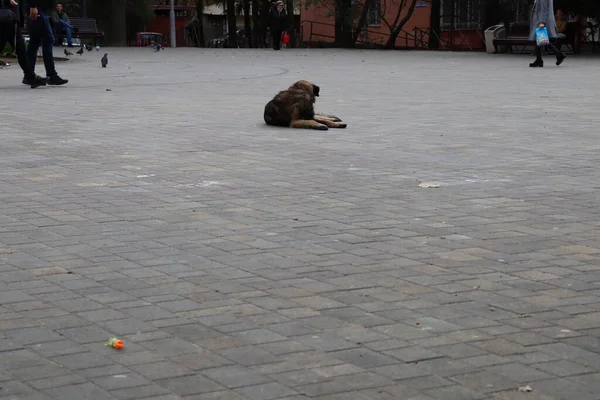 Σκύλος Είναι Ξαπλωμένος Στην Πλατεία — Φωτογραφία Αρχείου