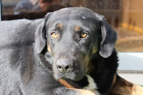 Chien Noir Est Couché — Photo