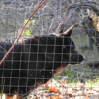 Köpek çitin arkasında.
