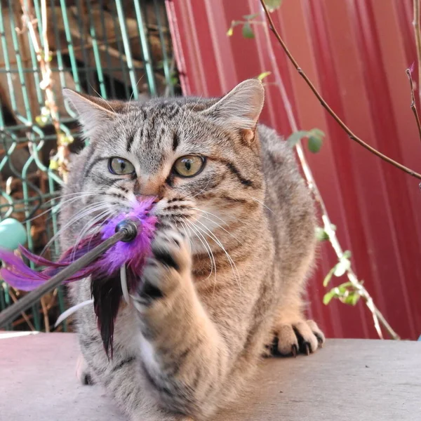 Chat Dans Jardin — Photo