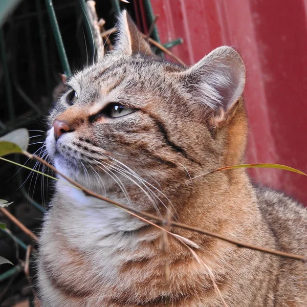 Chat Dans Jardin — Photo