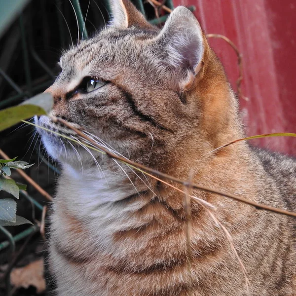 庭の猫 — ストック写真